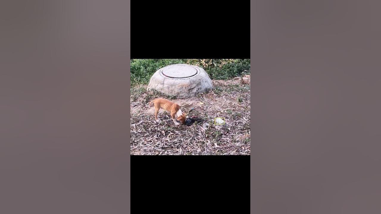 Dog Eating Bird YouTube