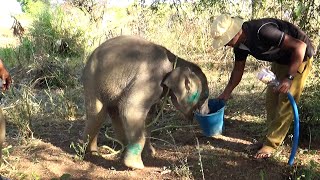 Baby elephant rescued from well by wildlife officers | Save baby elephant | Wildlife | Elephant.