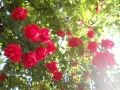 MUSIC BY SRI CHINMOY . Sky of Your Heart ... MEDITATION