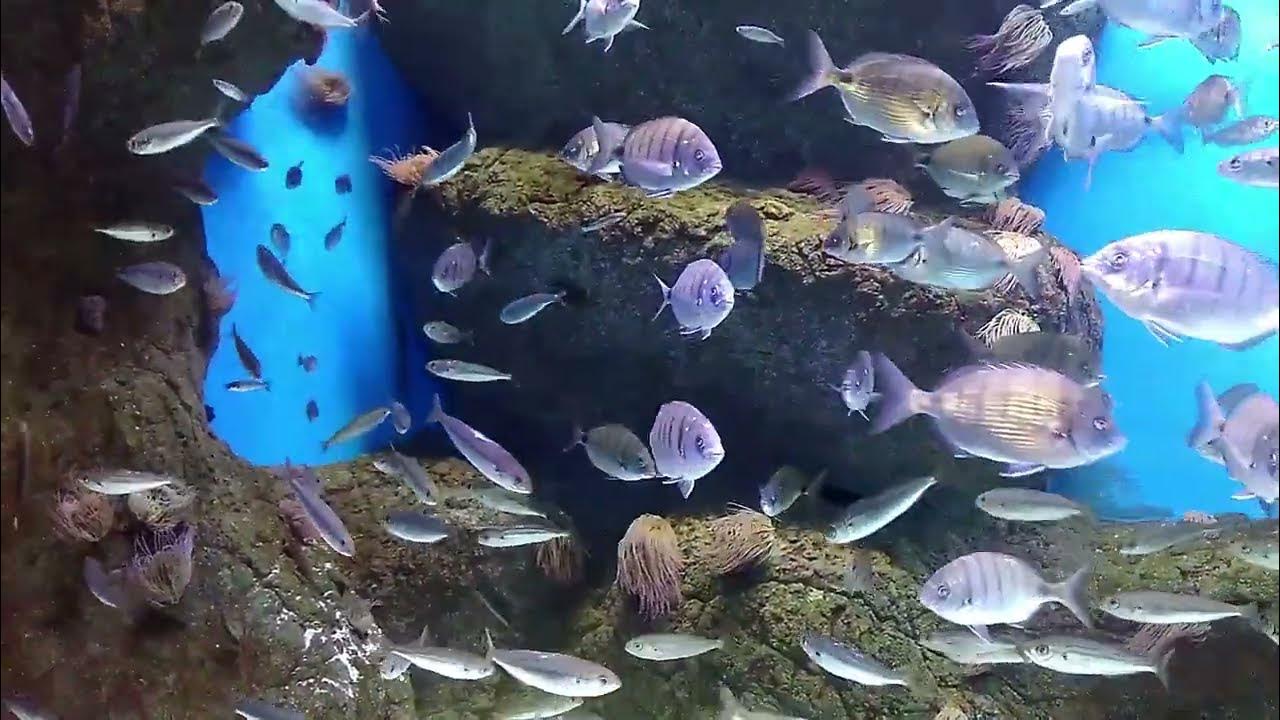 7 minutes de superbe musique relaxante d'aquarium, beaux poissons et