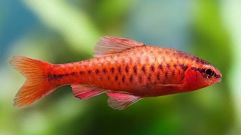 Cá diếc anh đào siêu đỏ - 1 loài cá cảnh cực bắt mắt cho bể thuỷ sinh