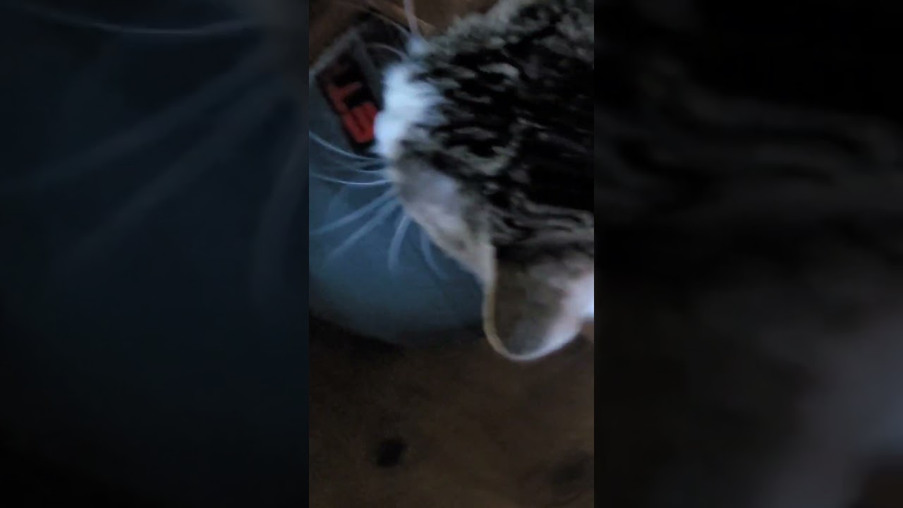 Just petting Josie after getting home