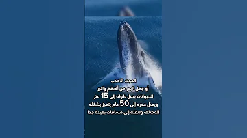 صرخة الحوت الأحدب المخيفة أضخم الحيوانات على الارض The Sound Of The Scary Humpback Whale 