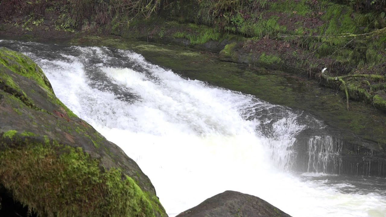 fish travel up waterfall