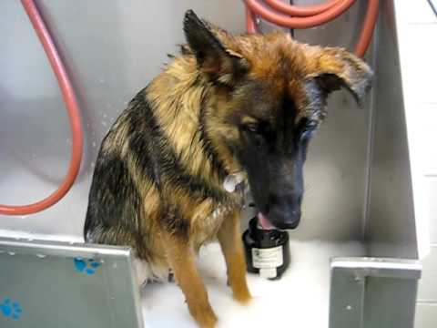 petsmart bather