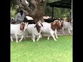 فحول ماعز بور صنف