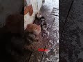 Банда котів