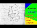 Heart diagram  class 10  biology  transportation  ap  ts