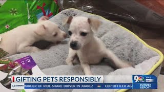 El Paso Animal services urges community to consider commitment when gifting a pet