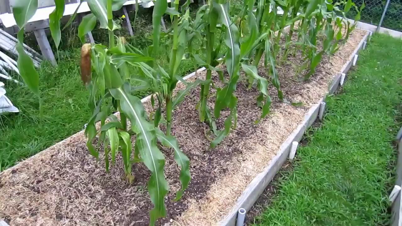 Homegrown Backyard Sweet Corn In Raised Beds Zone 5 YouTube