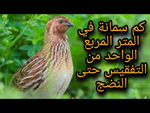 كم سمانة في المتر المربع الواحد من التفقيس حتى النضج