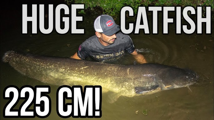 Massive Catfish in several French Rivers - HD by Catfishing World