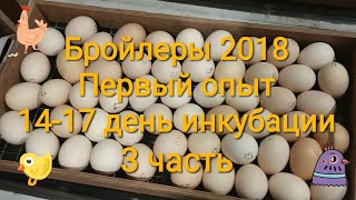 Бройлеры 2018. Первый опыт / Часть 3: 14 и 17 день инкубации