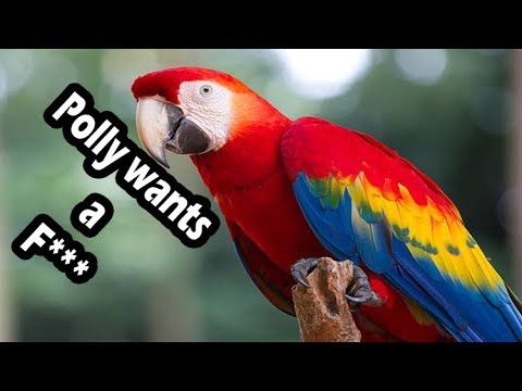 Top 10 swearing parrots (swearing birds)