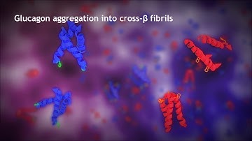 Glucagon structural changes