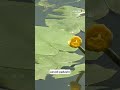 Podpeško jezero ni primerno za kopanje