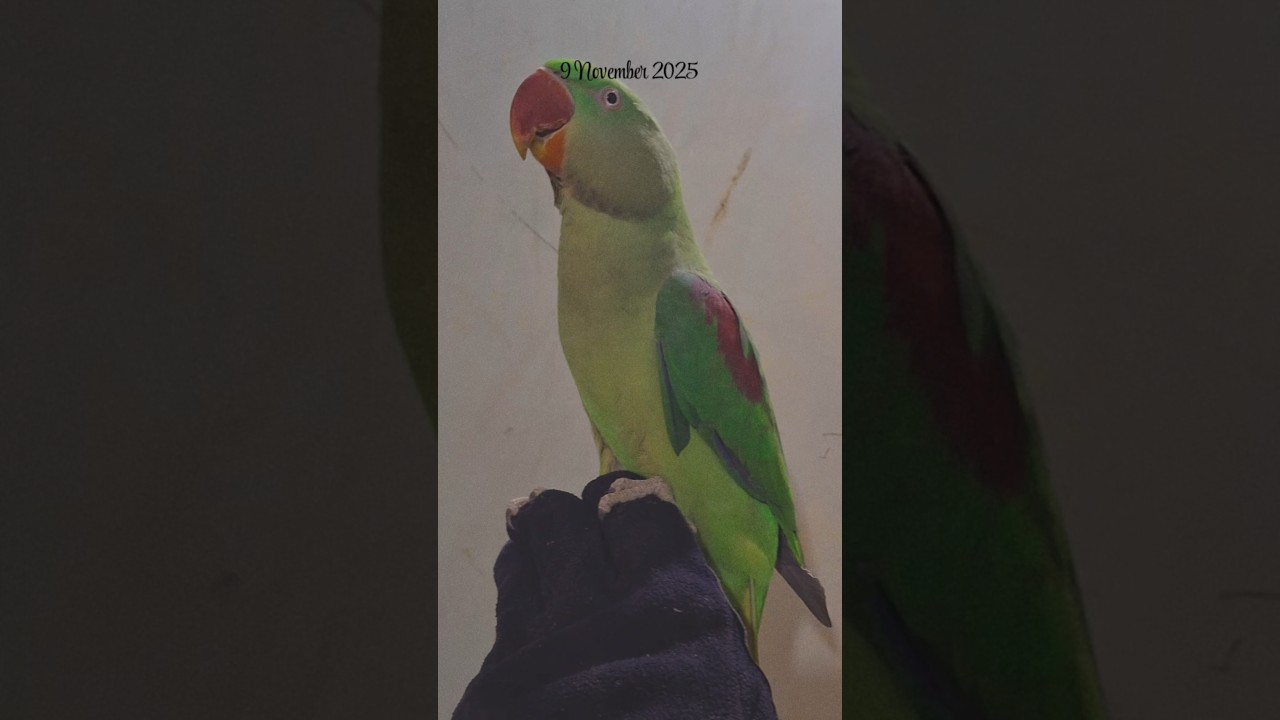 Cute Moments 😍 WITH Alexendrine Parrots ||Breeding Setup of Raw Parrots 