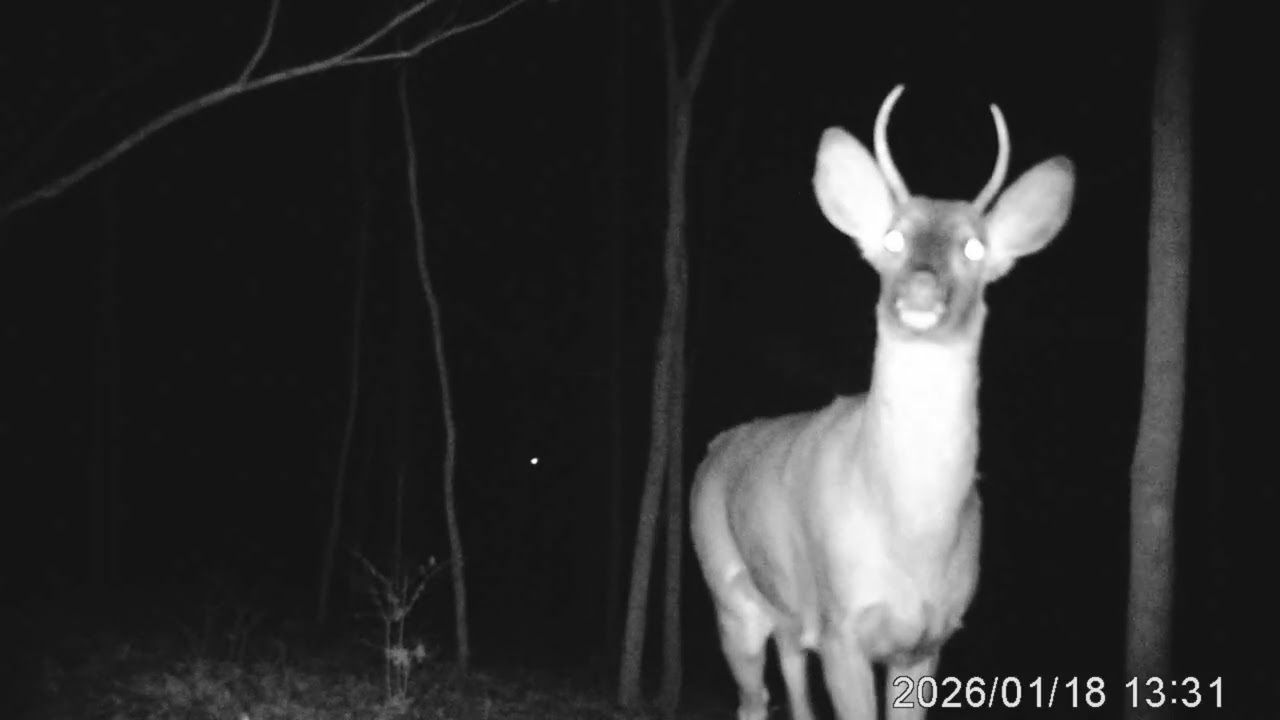 Big Buck following Young Buck 
