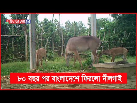 ভিডিও: সব ছুরির নিচে