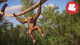 Planet Zoo: Live Cameras! | Beekse Bergens Entrance Area 🐘🦁🦍