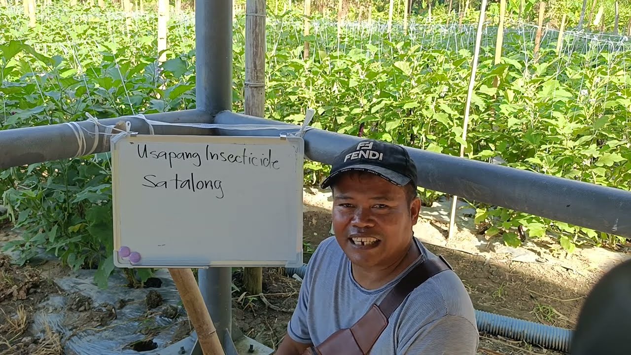 Usapang Insecto at insecticide sa talong 🥰 Alamin natin 🥰