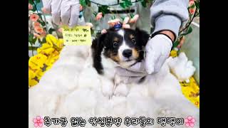 [분양완료]🐶셀티의 정석 셔틀랜드 쉽독 트라이 모색의 ❤️뚱땅이❤️