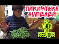 Ампельная петуния – пикировка. 25 дней от всходов.