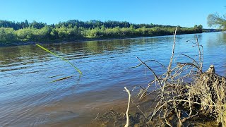 видео: Рыбалка на острове с ночёвкой. Отличный поход в 30 км. Чай со смородиной и суп харчо на костре. картинка: Рыбалка на острове с ночёвкой. Отличный поход в 30 км. Чай со смородиной и суп харчо на костре.