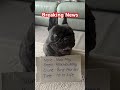 Breaking News! #dog #dogs#funny #funnydogs #dog #frenchie #puppy#dogmom #frenchbulldog #dogmom