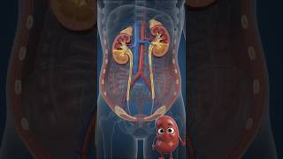 #excretory_system#kidney#urethra #urineformation#3danatomy #anatomyanimation#kidneyanatomy#trending
