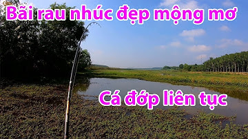 Kéo vài đường là lên 1 con| câu rê cá lóc