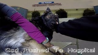 German Shepherd Dog Realizes Hes Going To The Vet *BREAKS DOWN CRYING*