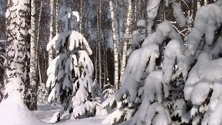 Январский лес за поселком Васильево