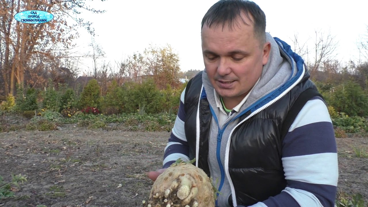 Осенний урожай сельдерея.