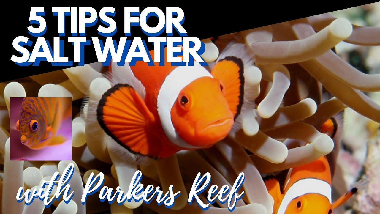 5 Tips for Beginners - Salt Water Tanks with Parkers Reef - YouTube
