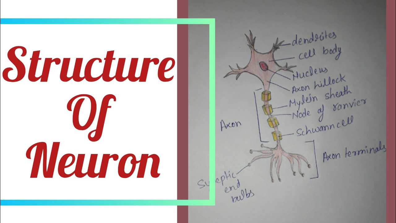 neuron structure|neuron diagram|how to draw neuron diagram|neuron anatomy