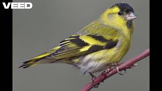 Eurasian Siskin - Calls