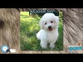 Bolognese dog 🐶🐾 Everything Dog Breeds 🐾🐶 の動画、YouTube動画。