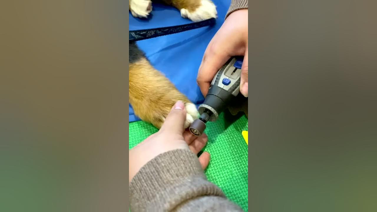 How To Dremel Your Dog's Nails - Slow Motion Close Ups 