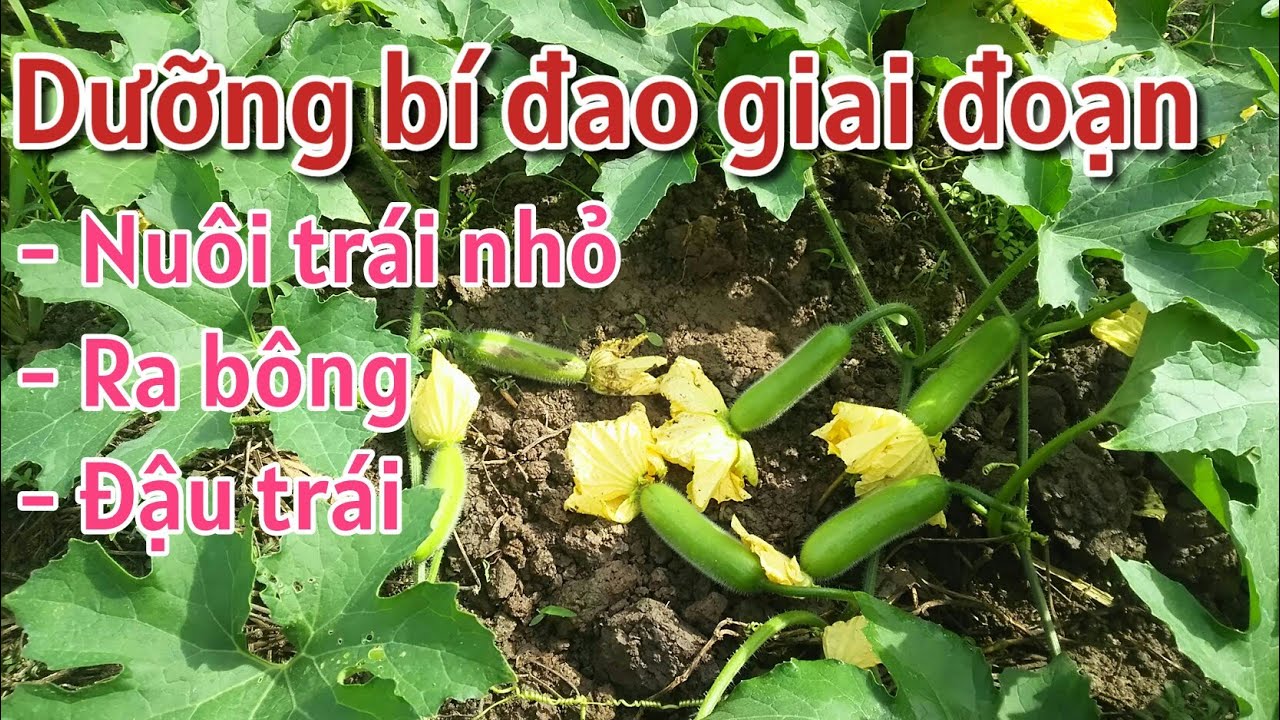 Kỹ thuật trồng bí đao: P18-Cách nuôi trái, dưỡng hoa, đậu trái bí đao - BÙI THANH NGOAN