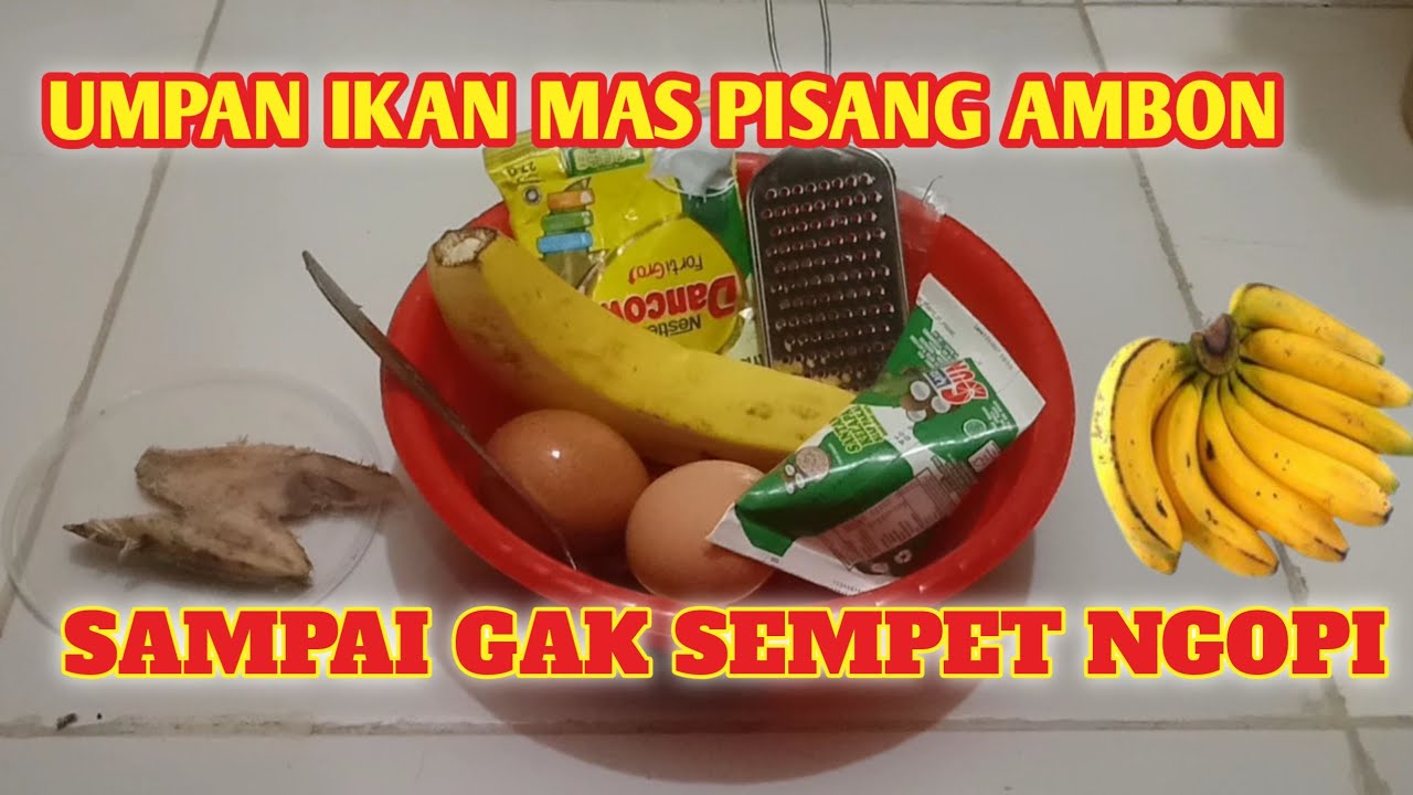 UMPAN IKAN MAS PISANG AMBON  //Langsung test