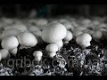 Шампиньоны выращивание в домашних условиях Как выращивать ГРИБЫ How to grow MUSHROOMS Champignon