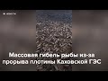 Массовая гибель рыбы из-за прорыва плотины Каховской ГЭС