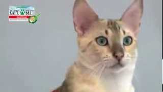 Наполнитель для кошачьего туалета Cat's Best Наполнитель для кошачьего туалета Cat's Best