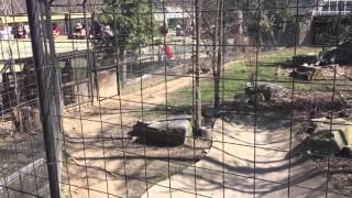 April 16, 2016 - 3:17pm the toronto zoo