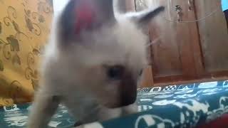 7 weeks old Siamese Kitten Playing