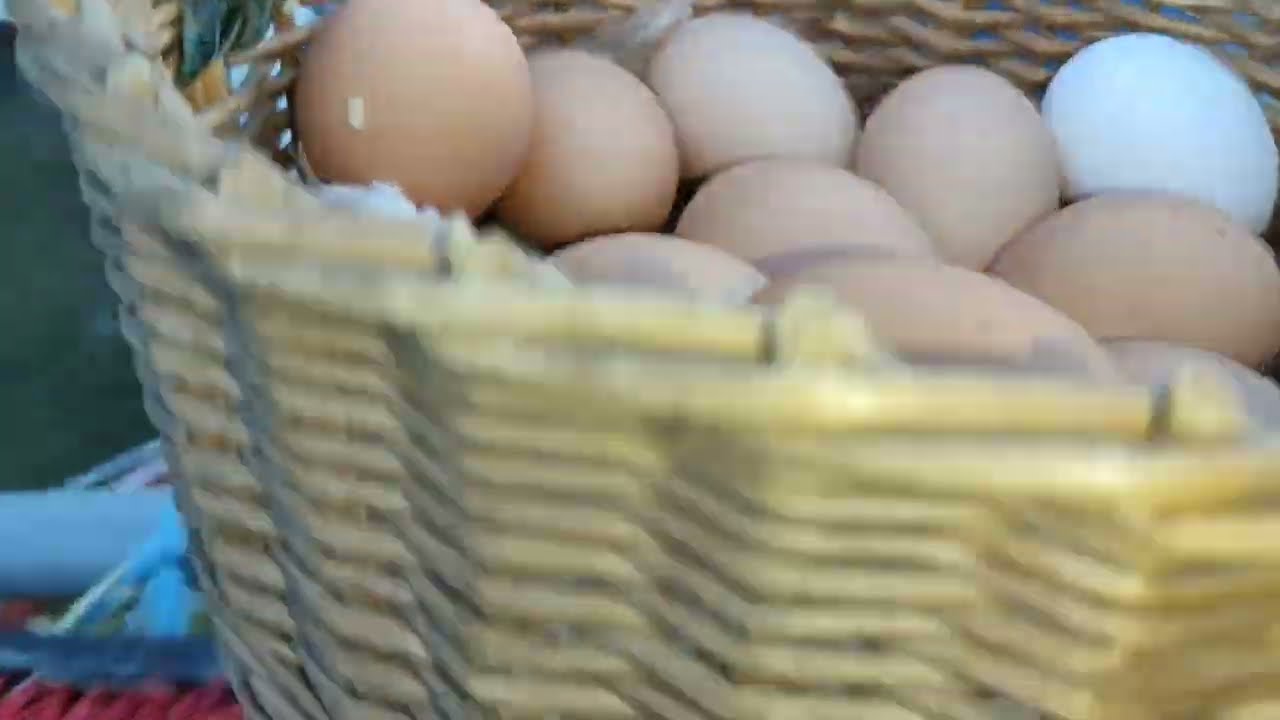 МЕШАНКА КУРАМ🔥СБОР ЯИЦ И ЗАБЛУДИВШАЯСЯ КУРИЦА🛑