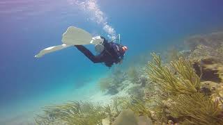 culebra puertorico dive Apr 2022