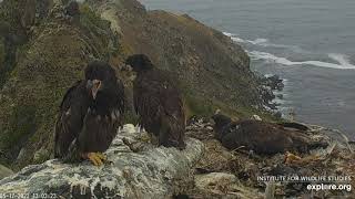 West End Bald Eagle Cam Catalina Island Parents get attacked by Eaglets Fish Drop 05 17 2022