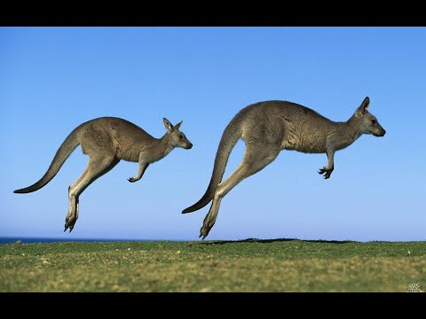 一時的　TIME IS ON KANGAROO JUNPER hqdefault.jpg